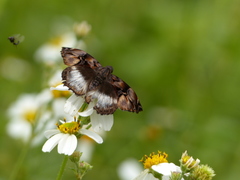 Noctuana lactifera bipuncta