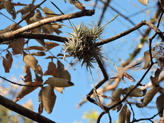 Tillandsia loliacea