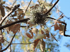 Tillandsia loliacea