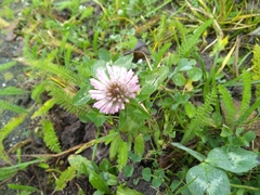 Trifolium pratense
