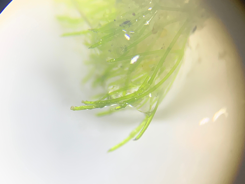 Nitella tenuissima observed 2025-11-17
