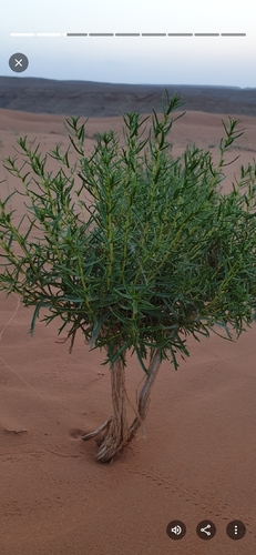 antispasmodic herb