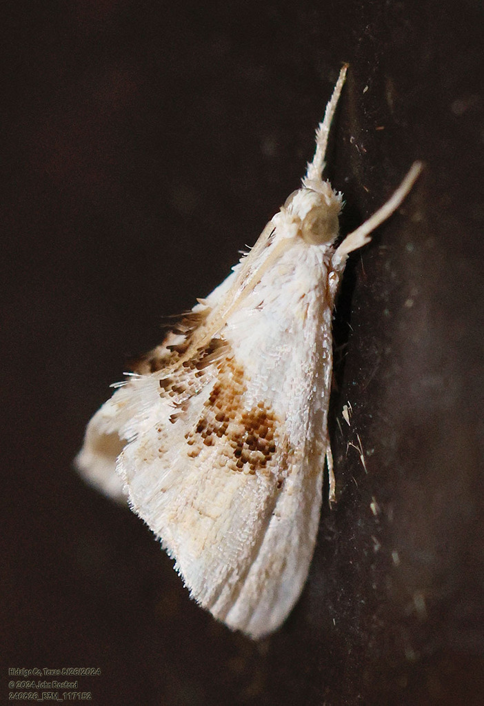 Lipocosma intermedialis