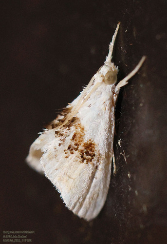 Lipocosma intermedialis