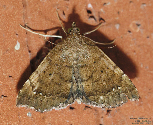 Southern Focillidia Moth photo 5