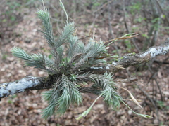 Tillandsia tricholepis