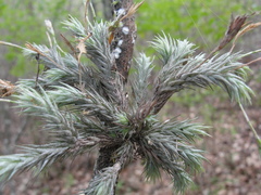 Tillandsia tricholepis