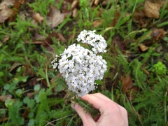Achillea millefolium