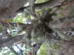 Tillandsia tricholepis