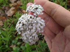 Achillea millefolium