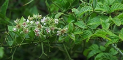 Rubus rigidus