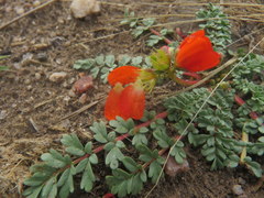 Hypseocharis pimpinellifolia