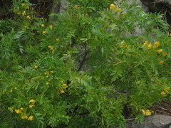 Senna birostris