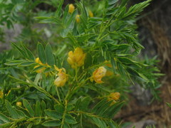 Senna birostris