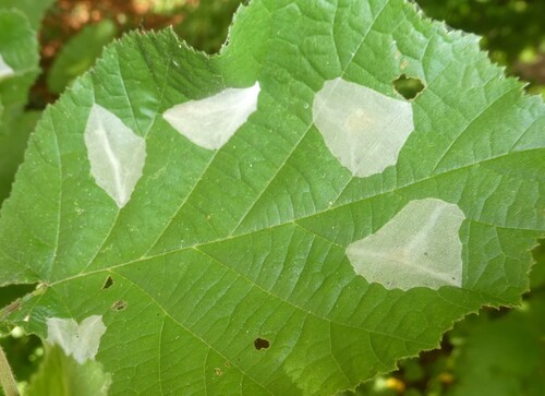 Nut Leaf Blister Moth, Arrien, Nederland, photo 6 of 10