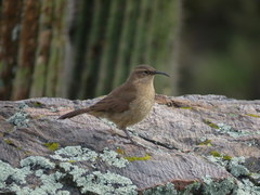 Upucerthia validirostris