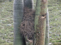 Phacellodomus striaticeps