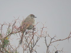 Leptasthenura aegithaloides