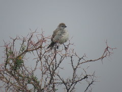 Leptasthenura aegithaloides