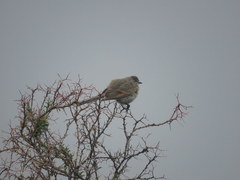 Leptasthenura aegithaloides