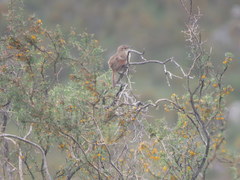 Phacellodomus striaticeps