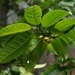 Ficus nervosa - Photo (c) Shiwalee Samant, some rights reserved (CC BY-NC), uploaded by Shiwalee Samant