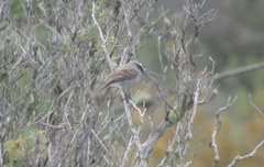 Ochthoeca leucophrys