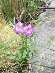 Oxalis argentina