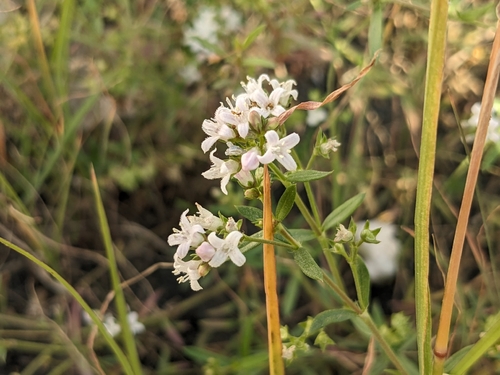 Oldenlandia umbellata observed 2025-11-17