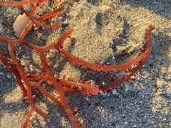 Eucheuma isiforme