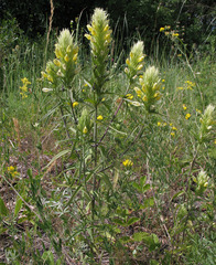 Melampyrum argyrocomum