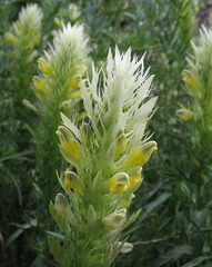 Melampyrum argyrocomum