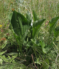 Plantago maxima