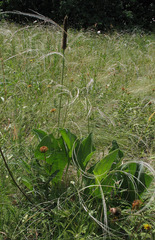 Plantago maxima