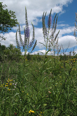 Veronica spuria