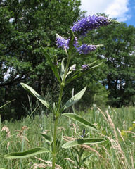 Veronica spuria