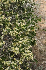 Atraphaxis replicata