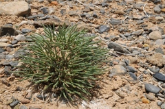 Anabasis truncata
