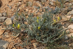 Astragalus lipschitzii