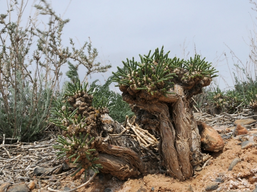Anabasis truncata