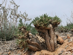 Anabasis truncata