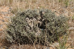 Nanophyton erinaceum