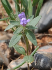 Chaenorhinum calycinum