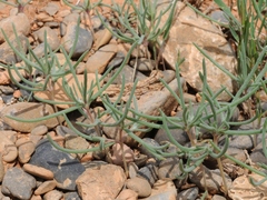 Petrosimonia sibirica
