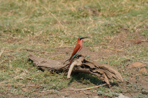 Southern Carmine Bee-eater