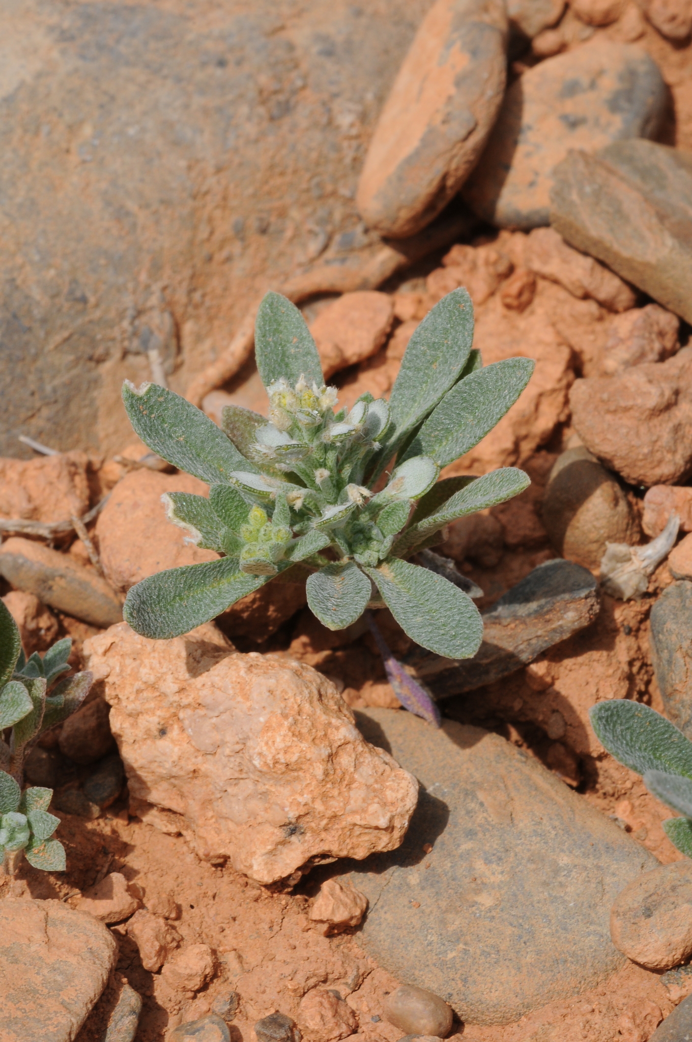 Alyssum szovitsianum