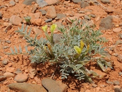 Astragalus lipschitzii