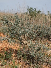 Astragalus aulieatensis