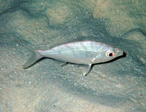 Langwerpige mojarra (Gerres oblongus) — Gerreidae — 4