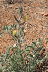 Astragalus turczaninowii